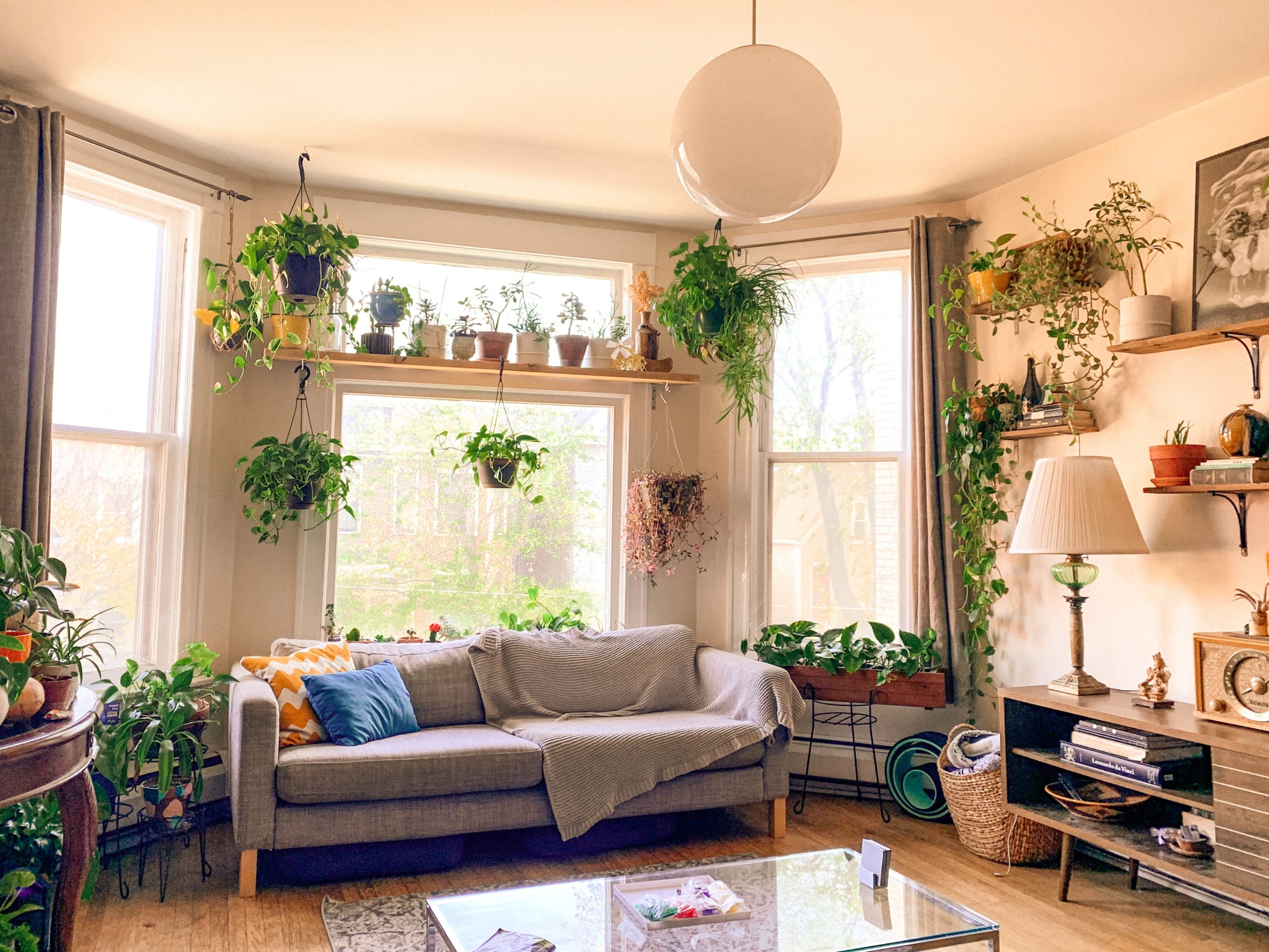 Houseplant Guide for Beginners